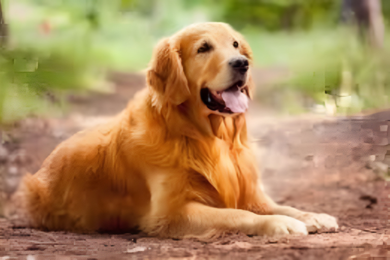 Golden Retriever