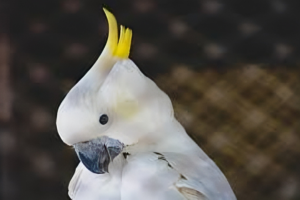 Cacatua