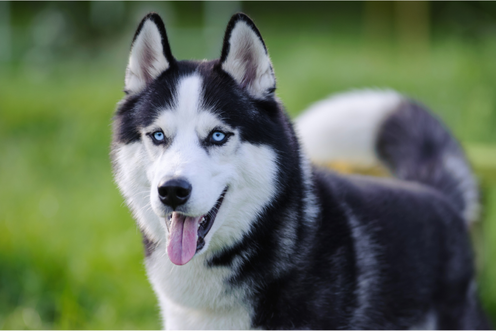 Husky Siberiano